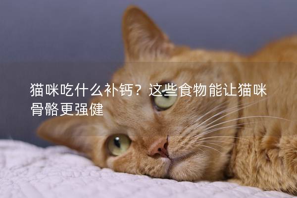 猫咪吃什么补钙？这些食物能让猫咪骨骼更强健