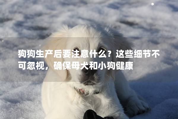 狗狗生产后要注意什么？这些细节不可忽视，确保母犬和小狗健康