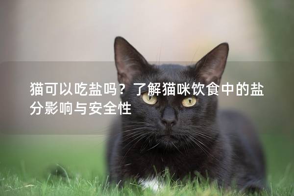 猫可以吃盐吗？了解猫咪饮食中的盐分影响与安全性