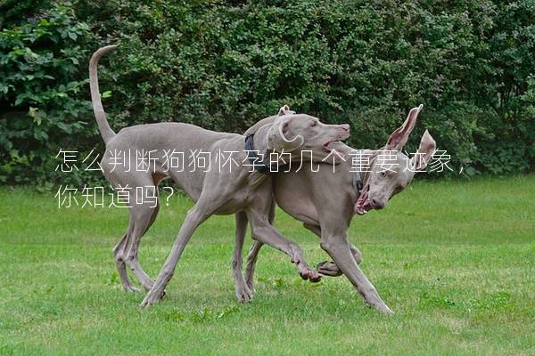 怎么判断狗狗怀孕的几个重要迹象，你知道吗？