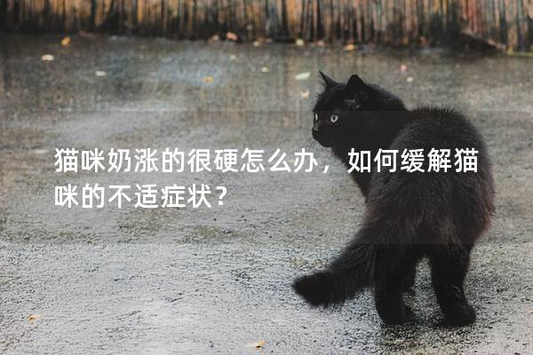 猫咪奶涨的很硬怎么办，如何缓解猫咪的不适症状？