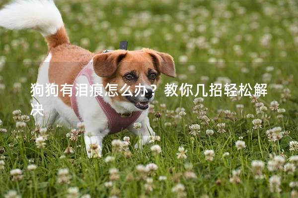 狗狗有泪痕怎么办？教你几招轻松解决