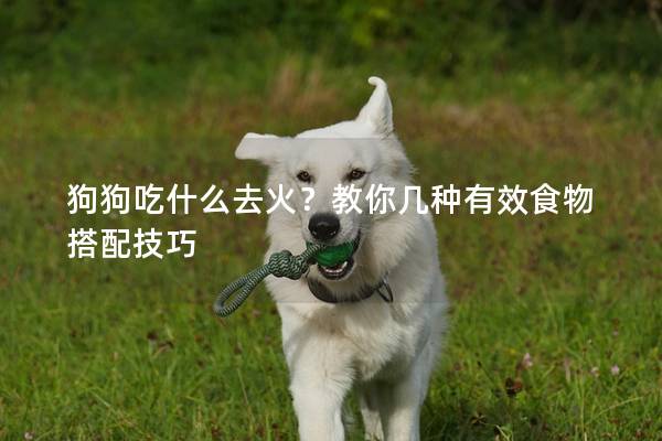 狗狗吃什么去火？教你几种有效食物搭配技巧