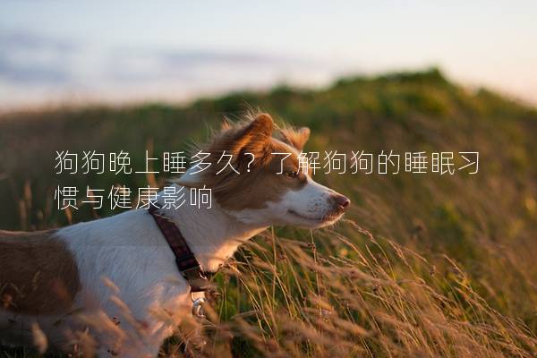 狗狗晚上睡多久？了解狗狗的睡眠习惯与健康影响