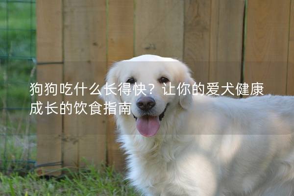 狗狗吃什么长得快？让你的爱犬健康成长的饮食指南