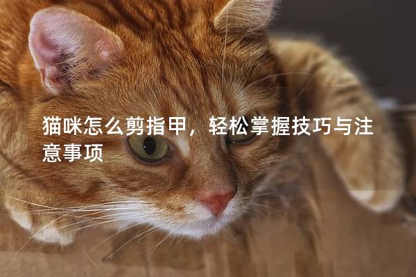 猫咪怎么剪指甲，轻松掌握技巧与注意事项