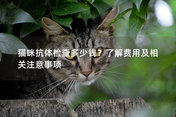 猫咪抗体检查多少钱？了解费用及相关注意事项