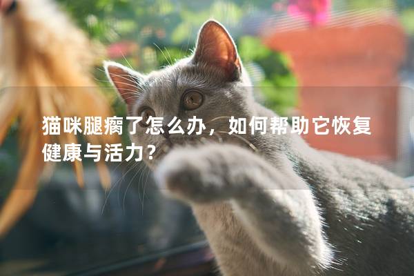 猫咪腿瘸了怎么办，如何帮助它恢复健康与活力？