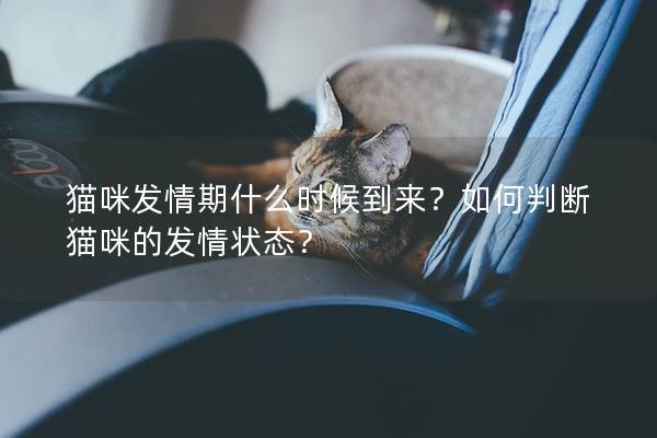 猫咪发情期什么时候到来？如何判断猫咪的发情状态？