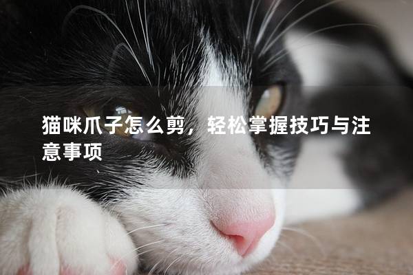 猫咪爪子怎么剪，轻松掌握技巧与注意事项