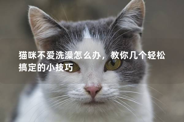 猫咪不爱洗澡怎么办，教你几个轻松搞定的小技巧