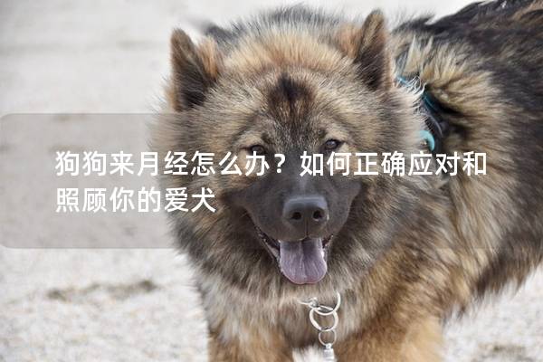 狗狗来月经怎么办？如何正确应对和照顾你的爱犬