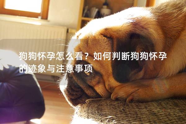 狗狗怀孕怎么看？如何判断狗狗怀孕的迹象与注意事项