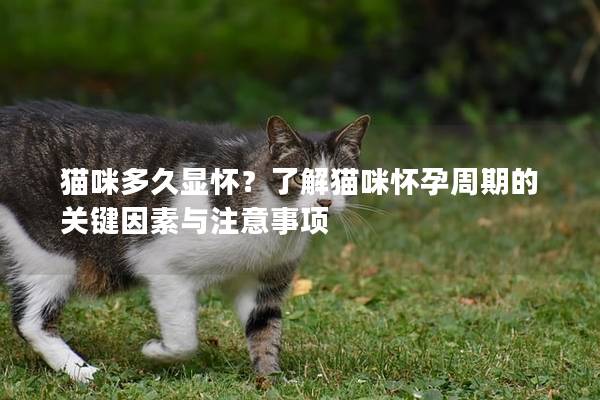 猫咪多久显怀？了解猫咪怀孕周期的关键因素与注意事项