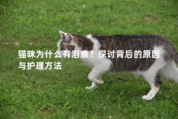 猫咪为什么有泪痕？探讨背后的原因与护理方法