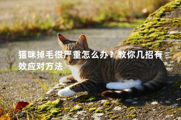 猫咪掉毛很严重怎么办？教你几招有效应对方法