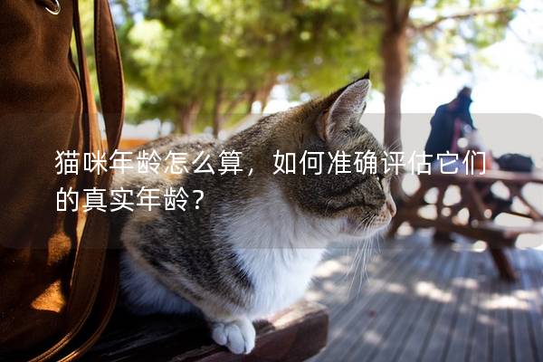 猫咪年龄怎么算，如何准确评估它们的真实年龄？