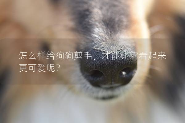 怎么样给狗狗剪毛，才能让它看起来更可爱呢？