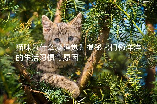 猫咪为什么爱睡觉？揭秘它们懒洋洋的生活习惯与原因