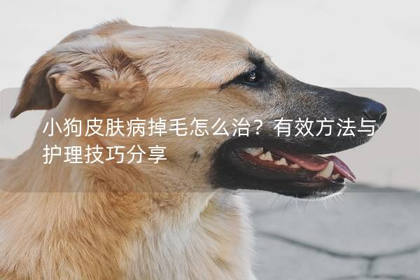 小狗皮肤病掉毛怎么治？有效方法与护理技巧分享