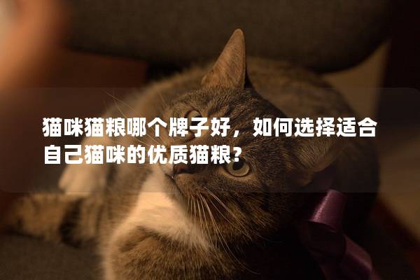 猫咪猫粮哪个牌子好，如何选择适合自己猫咪的优质猫粮？