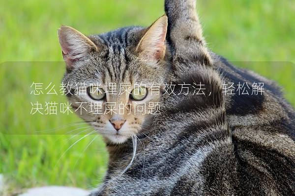 怎么教猫咪埋屎的有效方法，轻松解决猫咪不埋屎的问题