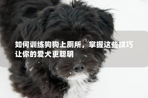 如何训练狗狗上厕所，掌握这些技巧让你的爱犬更聪明