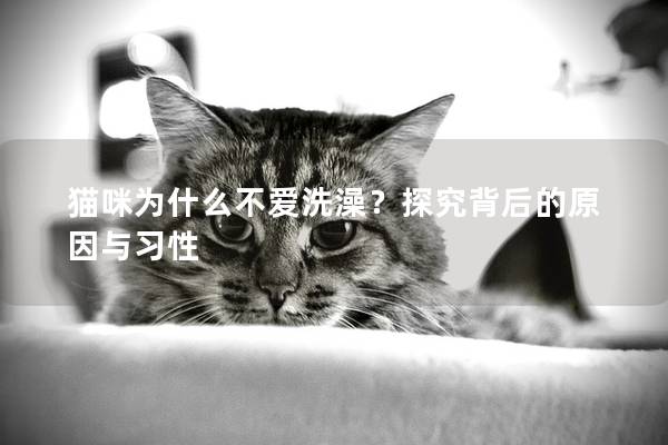 猫咪为什么不爱洗澡？探究背后的原因与习性