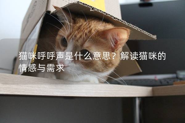 猫咪呼呼声是什么意思？解读猫咪的情感与需求