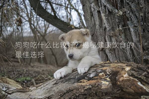 狗狗吃什么比较好？揭秘健康饮食的最佳选择