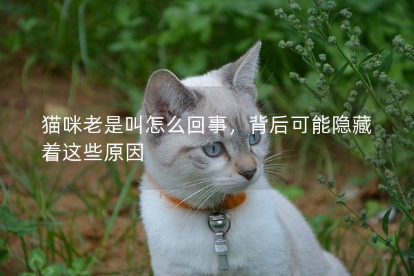 猫咪老是叫怎么回事，背后可能隐藏着这些原因