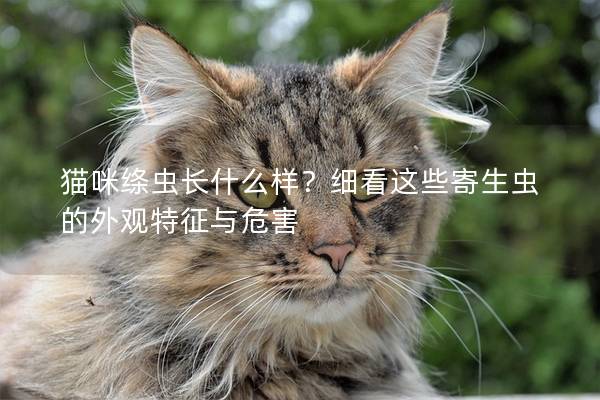 猫咪绦虫长什么样？细看这些寄生虫的外观特征与危害