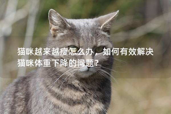 猫咪越来越瘦怎么办，如何有效解决猫咪体重下降的问题？