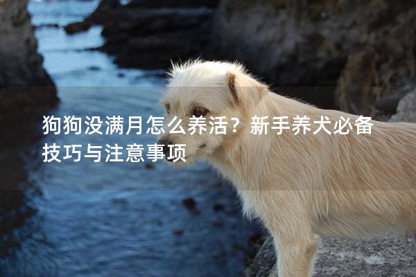 狗狗没满月怎么养活？新手养犬必备技巧与注意事项