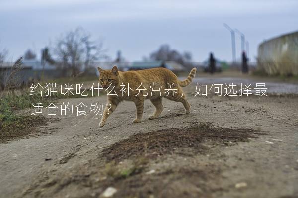 给猫咪吃什么补充营养，如何选择最适合的食物？