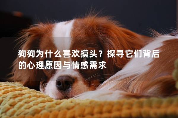 狗狗为什么喜欢摸头？探寻它们背后的心理原因与情感需求