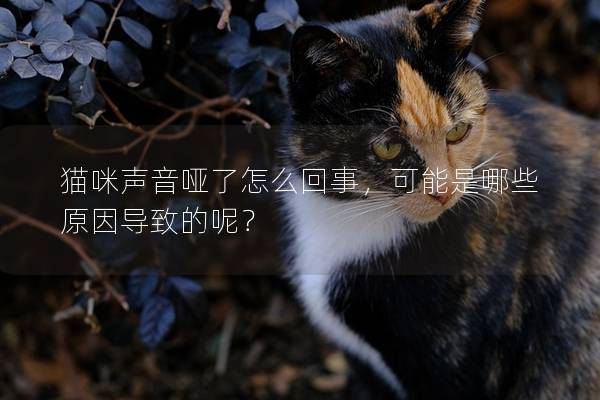 猫咪声音哑了怎么回事，可能是哪些原因导致的呢？