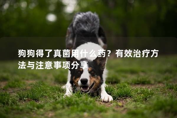 狗狗得了真菌用什么药？有效治疗方法与注意事项分享