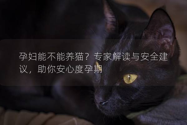 孕妇能不能养猫？专家解读与安全建议，助你安心度孕期