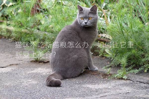 猫咪不吃新猫粮怎么办，如何让它重新爱上美食？