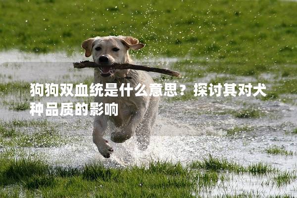 狗狗双血统是什么意思？探讨其对犬种品质的影响