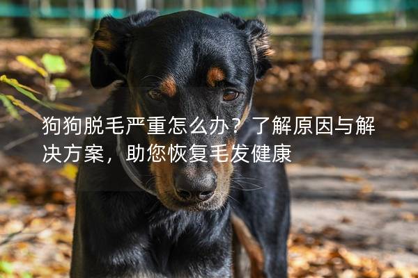 狗狗脱毛严重怎么办？了解原因与解决方案，助您恢复毛发健康