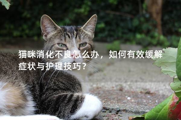 猫咪消化不良怎么办，如何有效缓解症状与护理技巧？