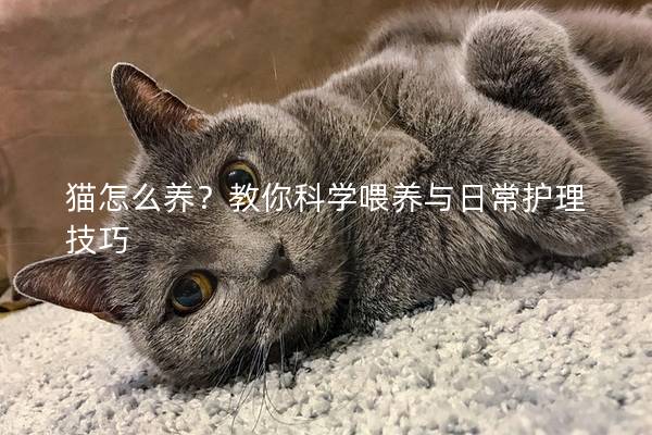 猫怎么养？教你科学喂养与日常护理技巧