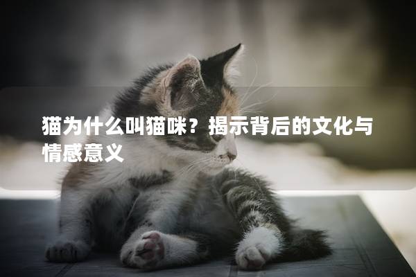 猫为什么叫猫咪？揭示背后的文化与情感意义