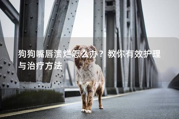 狗狗嘴唇溃烂怎么办？教你有效护理与治疗方法