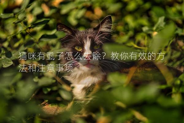 猫咪有虱子怎么去除？教你有效的方法和注意事项