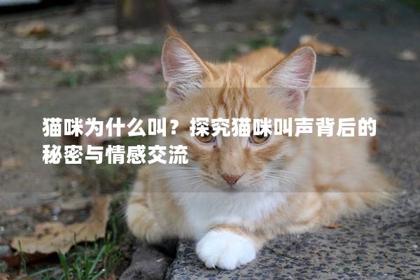 猫咪为什么叫？探究猫咪叫声背后的秘密与情感交流