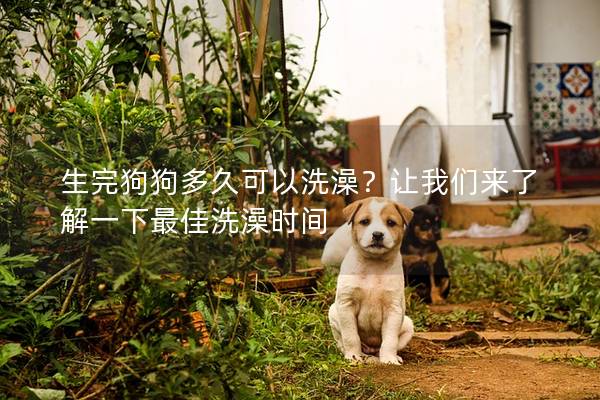 生完狗狗多久可以洗澡？让我们来了解一下最佳洗澡时间