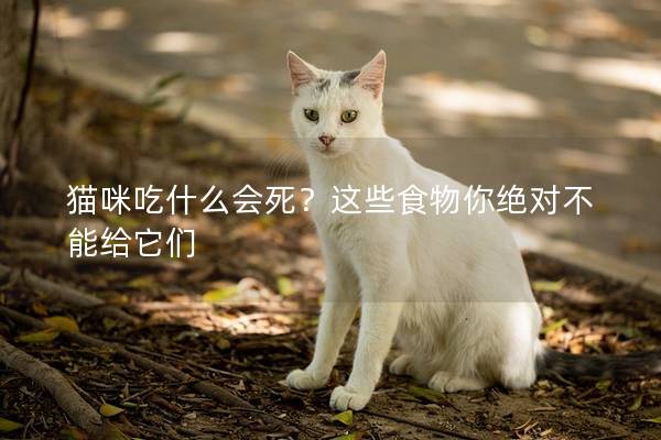 猫咪吃什么会死？这些食物你绝对不能给它们